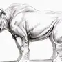 Рисунки животных карандашом