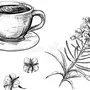 Иван чай рисунок