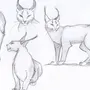 Как нарисовать рысь
