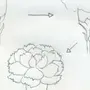 Как нарисовать гвоздику