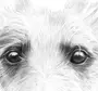 Как Нарисовать Глаза Собаки