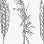 Нарисовать Пшеницу