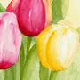 Тюльпаны Рисунок Гуашью