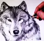 Волк Рисунок Легкий