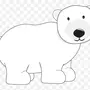 Белый Медведь Рисунок