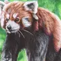 Как нарисовать красную панду