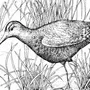Птица кроншнеп рисунок