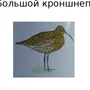 Птица Кроншнеп Рисунок