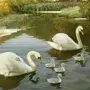Лебедь на озере рисунок