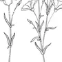 Лен рисунок растение