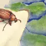 Майский жук рисунок