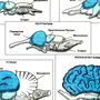 Мозг земноводных рисунок