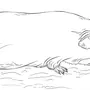 Морская свинка рисунок