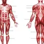 Мышцы человека рисунок