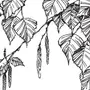 Веточка лиственного дерева рисунок