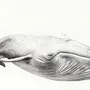 Как нарисовать кита