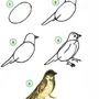 Нарисовать Птицу 1 Класс