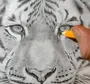 Нарисовать тигра