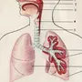 Дыхательная Система Рисунок