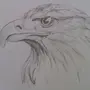 Орел рисунок карандашом