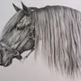 Морда лошади рисунок
