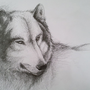 Как легко нарисовать волка