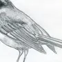 Декоративные Птицы Рисунки