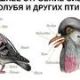 Внешнее строение птицы рисунок