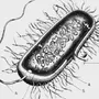 Бактерия рисунок по биологии