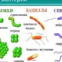 Бактерия Рисунок По Биологии