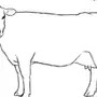 Морда коровы рисунок
