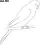 Как нарисовать волнистого попугая