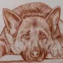 Рисунок Собаки Овчарки