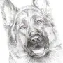 Рисунок Собаки Овчарки