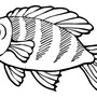 Рисунок рыбки для раскрашивания
