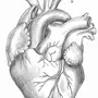 Категория Сердце