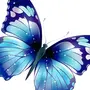 Синяя Бабочка Рисунок