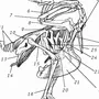 Рисунок строения скелета голубя