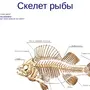 Скелет костной рыбы рисунок 7 класс