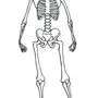 Как Нарисовать Скелет Человека