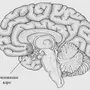 Ствол головного мозга рисунок
