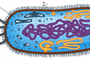 Бактерия рисунок
