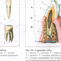 Строение Зуба 8 Класс Биология Рисунок