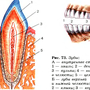 Рисунок строение зуба