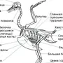 Скелет Птицы Рисунок