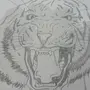 Рисунок Тигра Для Срисовки