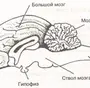 Мозг Млекопитающего Рисунок