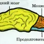 Мозг млекопитающего рисунок