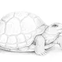 Черепаха рисунок для детей
