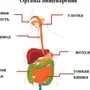 Рисунок Пищеварительной Системы Человека